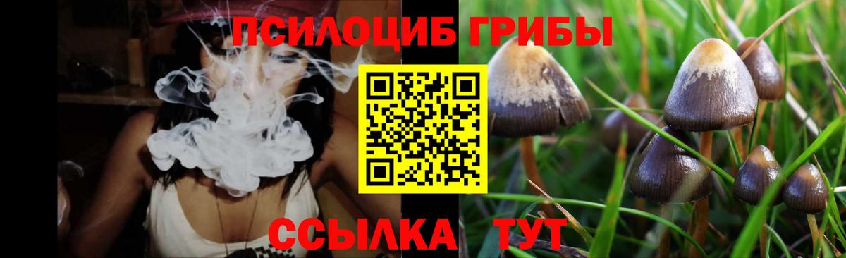 Галлюциногенные грибы Psilocybine cubensis Мурманск
